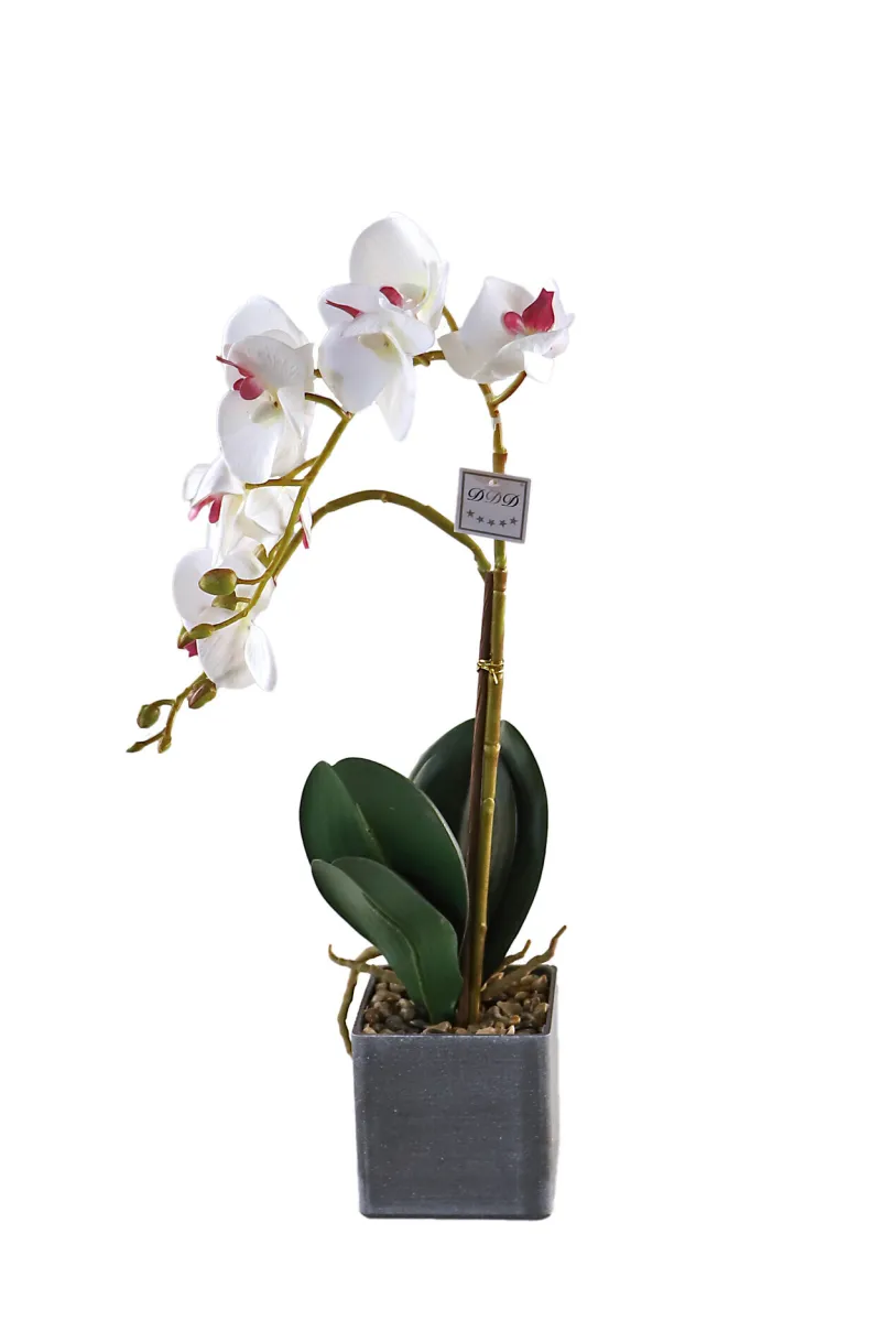Orchidee Rana